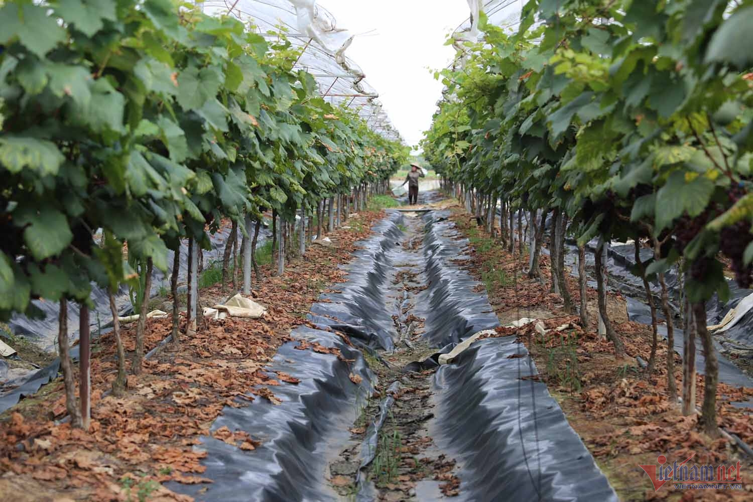 Nông dân thu bạc tỷ mỗi năm từ giống nho ngon nhất thế giới-1