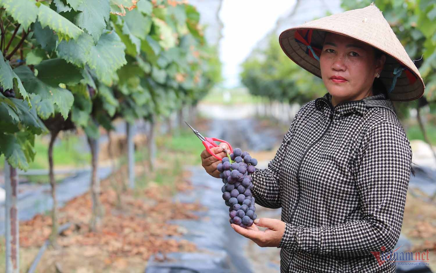 Nông dân thu bạc tỷ mỗi năm từ giống nho ngon nhất thế giới-2