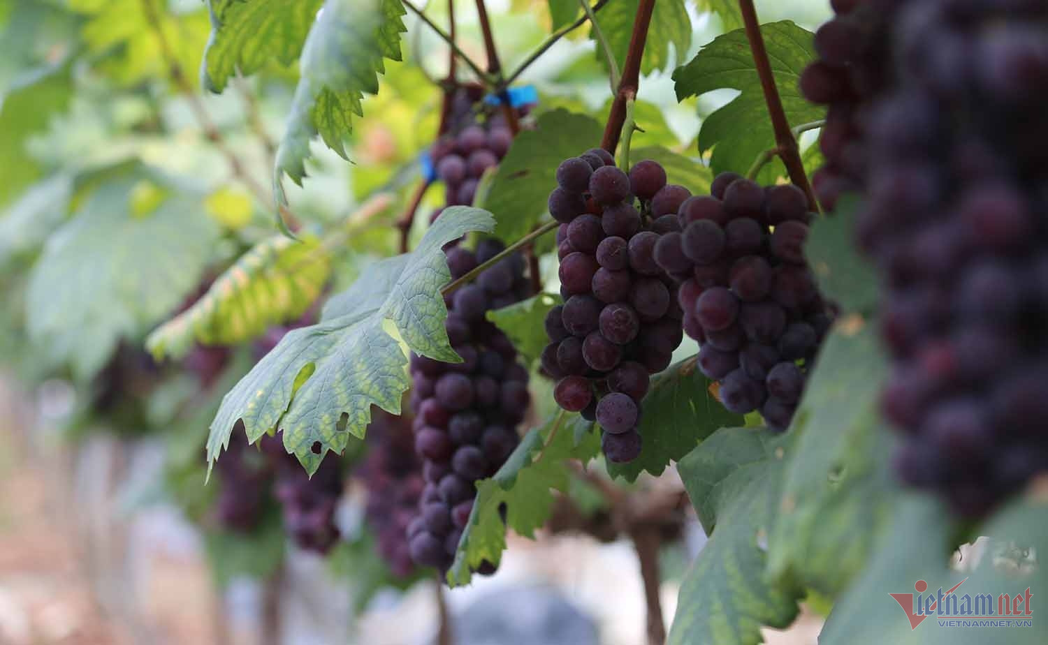 Nông dân thu bạc tỷ mỗi năm từ giống nho ngon nhất thế giới-3