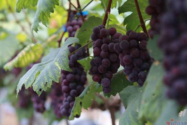 Cây hành bỗng nở ra hoa cúc”, giá hơn nửa triệu/kg, lá non có thể bứt ăn sống-5