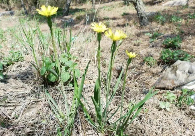 Cây hành bỗng nở ra hoa cúc”, giá hơn nửa triệu/kg, lá non có thể bứt ăn sống-1