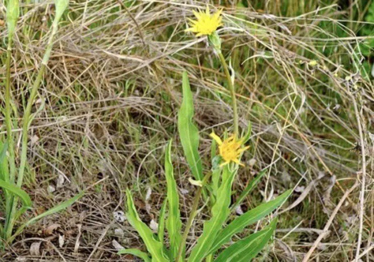 Cây hành bỗng nở ra hoa cúc”, giá hơn nửa triệu/kg, lá non có thể bứt ăn sống-2