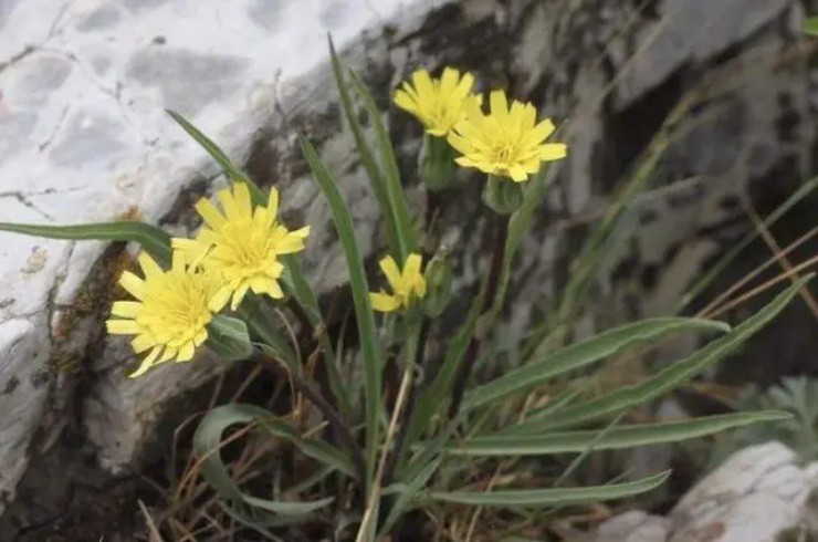 Cây hành bỗng nở ra hoa cúc”, giá hơn nửa triệu/kg, lá non có thể bứt ăn sống-3