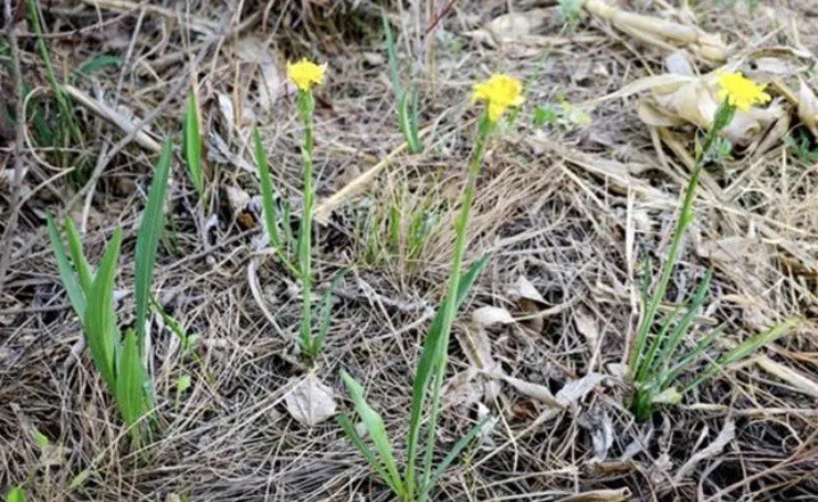 Cây hành bỗng nở ra hoa cúc”, giá hơn nửa triệu/kg, lá non có thể bứt ăn sống-4