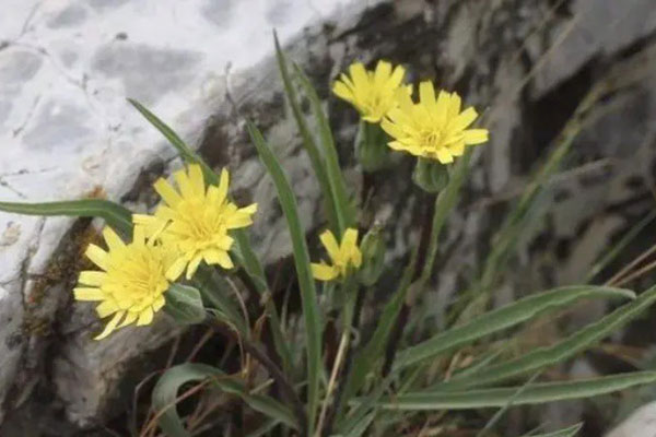 Vắng thương lái khi Tết cận kề, nông dân thủ phủ hoa cúc miền Trung lo sốt vó-9