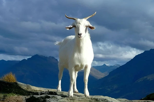 5 con giáp ngây thơ, tin người nên dễ bị lừa gạt cả tình lẫn tiền-3