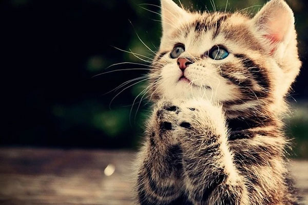 Tử vi 12 cung hoàng đạo ngày 28/6: Cự Giải suôn sẻ, Song Ngư khó khăn-2