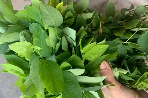 Được ví như vua rau xanh”, rau chân vịt lại tiềm ẩn nhiều nguy hiểm nếu ăn quá-2