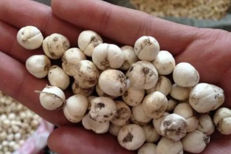 Lên núi thấy loa kèn dại” cứ đào rễ mà bán, thu ngay tiền tươi vài triệu đồng/kg-4