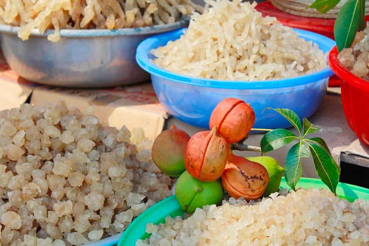 Ninh Thuận có loại nhựa cây ăn như tổ yến, giá bán từ 220 nghìn đồng/kg-3