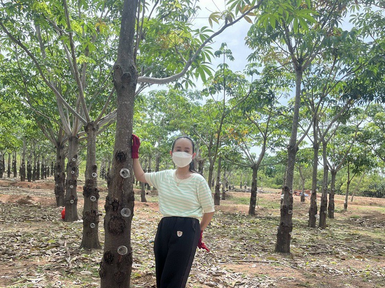 Ninh Thuận có loại nhựa cây ăn như tổ yến, giá bán từ 220 nghìn đồng/kg-4