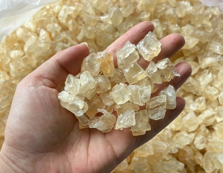 Ninh Thuận có loại nhựa cây ăn như tổ yến, giá bán từ 220 nghìn đồng/kg-6