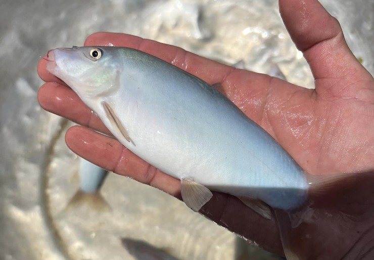 Loại cá đặc sản miền Tây rớt giá, dân rao bán chỉ từ 300.000 đồng/kg-1