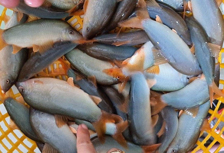 Loại cá đặc sản miền Tây rớt giá, dân rao bán chỉ từ 300.000 đồng/kg-3
