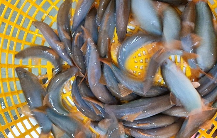 Loại cá đặc sản miền Tây rớt giá, dân rao bán chỉ từ 300.000 đồng/kg-4