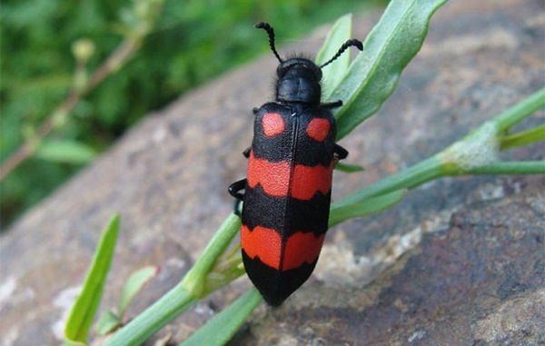 Người đàn ông đi cấp cứu sau 30 phút ăn món nghe đồn giúp tăng cường sinh lý-1