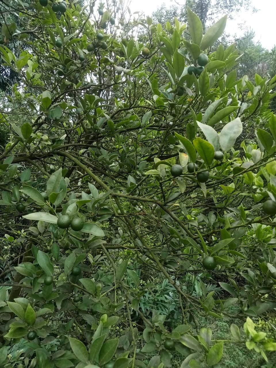 Loại chanh tí hon lên cơn sốt, dân buôn thu gom không kịp bán-1