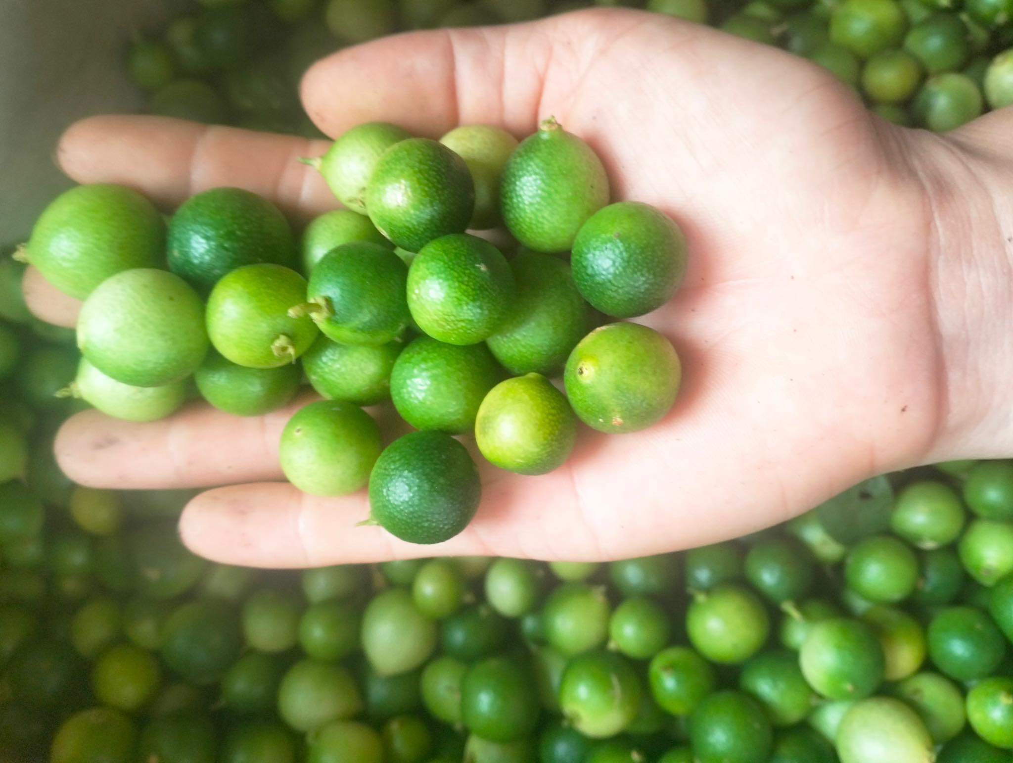 Loại chanh tí hon lên cơn sốt, dân buôn thu gom không kịp bán-2