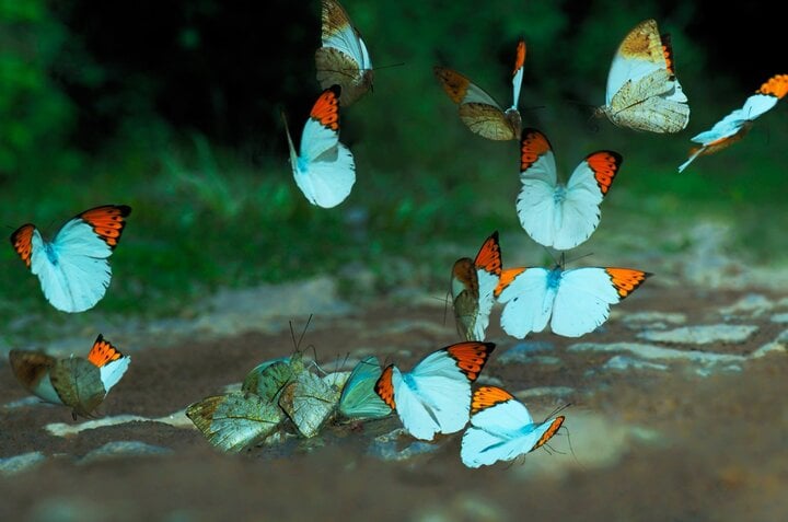 Đến Nam Cát Tiên, ngắm mùa bướm bay đẹp như cổ tích-2
