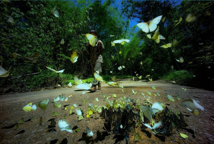 Đến Nam Cát Tiên, ngắm mùa bướm bay đẹp như cổ tích-4