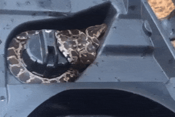 Mở cốp xe máy, người dân sốc nặng khi thấy thứ đáng sợ bên trong