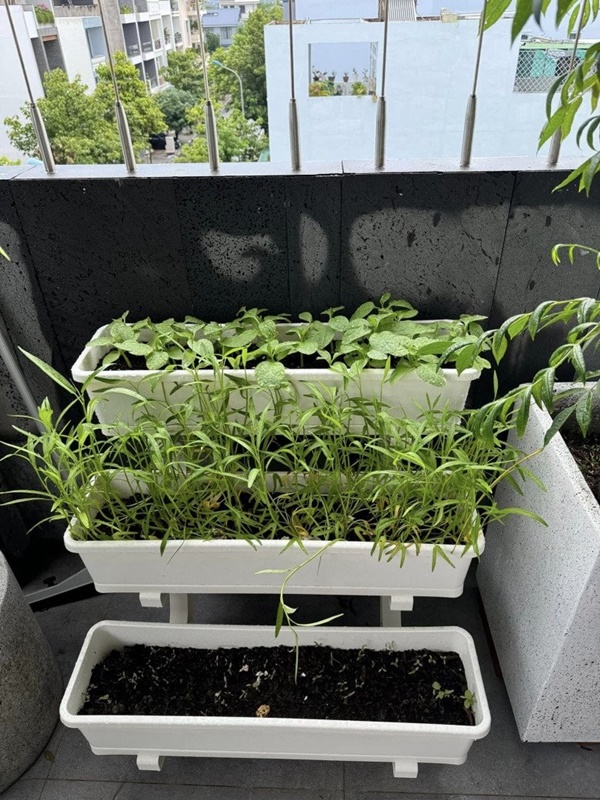 Vợ Phan Mạnh Quỳnh hé lộ điểm đặc biệt trong căn biệt thự biển Nha Trang, chia sẻ kinh nghiệm trồng cây trên sân thượng-10