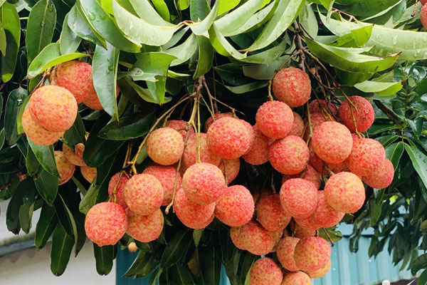 Vải thiều mất mùa chưa từng thấy, nông dân Bắc Giang vẫn kiếm tiền kỷ lục-1