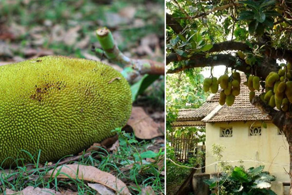 Cụ ông 84 tuổi tiết lộ lý do con cái thành đạt vẫn bán trái cây mỗi ngày-2