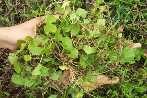 Điều gì xảy ra khi bạn uống nước rau má?-1