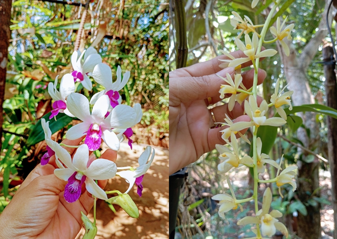 Nữ hoàng cảnh nóng Kiều Trinh an yên trong nhà vườn 6.000m2-4