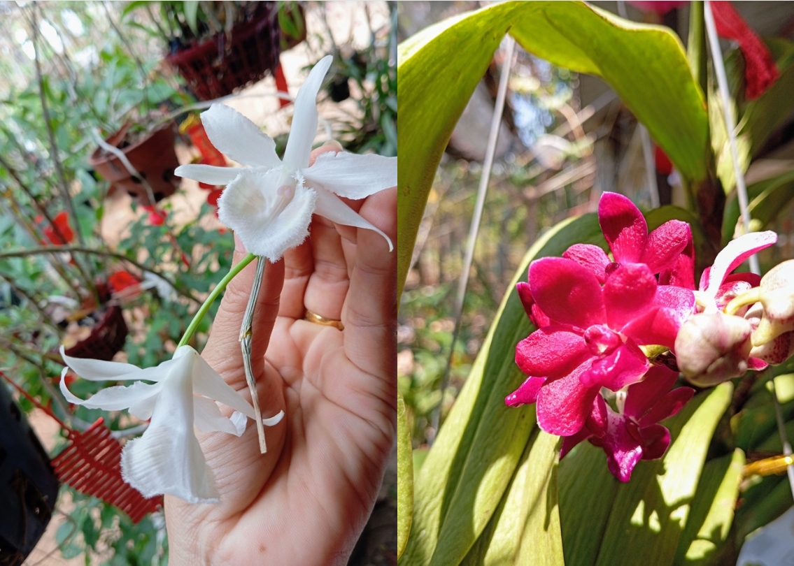 Nữ hoàng cảnh nóng Kiều Trinh an yên trong nhà vườn 6.000m2-5