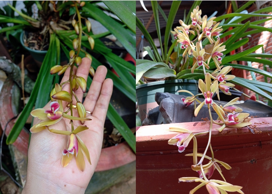 Nữ hoàng cảnh nóng Kiều Trinh an yên trong nhà vườn 6.000m2-6