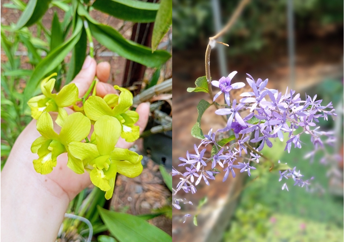 Nữ hoàng cảnh nóng Kiều Trinh an yên trong nhà vườn 6.000m2-7