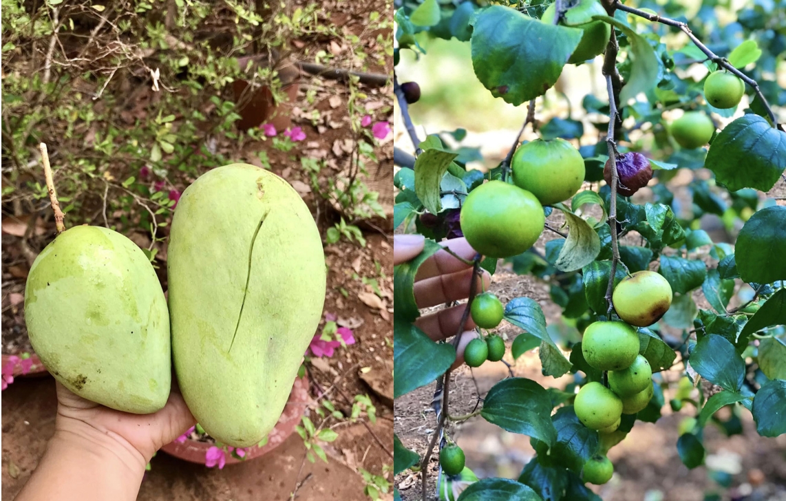 Nữ hoàng cảnh nóng Kiều Trinh an yên trong nhà vườn 6.000m2-11