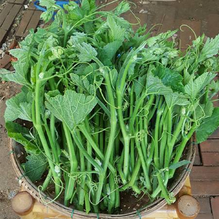 3 loại rau mùa hè ngậm” nhiều hóa chất nhất chợ, cái số 1 ít ai hay-3