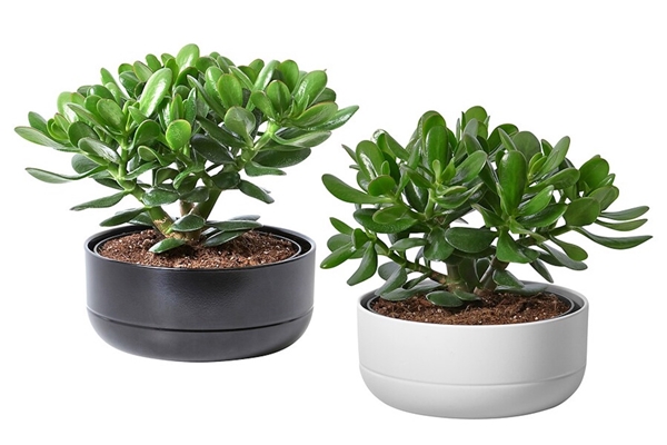 5 yếu tố nhận biết căn nhà xấu về phong thuỷ không nên bỏ qua-3