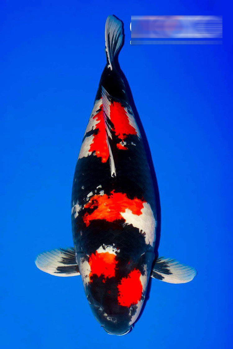 Con cá Koi độc nhất vô nhị” của 8x xứ Huế được định giá trên 1 tỷ đồng-1