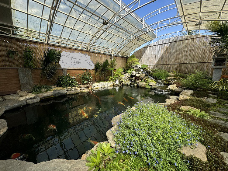 Con cá Koi độc nhất vô nhị” của 8x xứ Huế được định giá trên 1 tỷ đồng-2