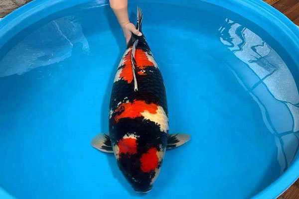 Kỳ lạ ngỗng bướu cổ” giá gần nửa lượng vàng, được ví như Rolls-Royce của giới gia cầm-5