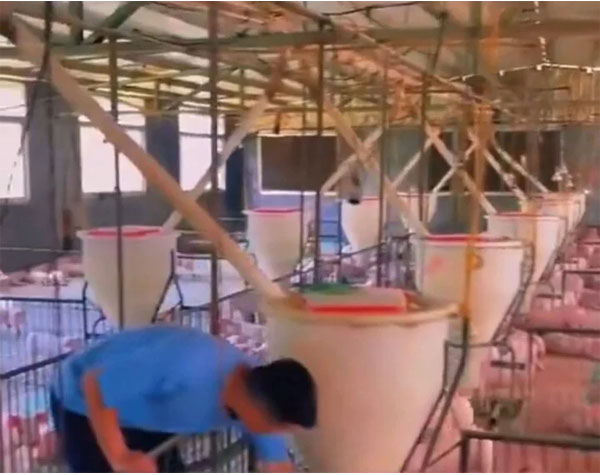 Cuộc sống quý tộc của hơn 1 triệu con lợn trong 2 tòa nhà 26 tầng ở Trung Quốc-4