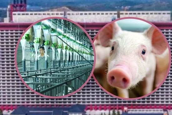 Cuộc sống 'quý tộc' của hơn 1 triệu con lợn trong 2 tòa nhà 26 tầng ở Trung Quốc