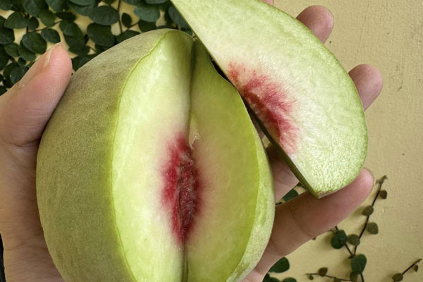 Lộc trời” mọc đầy ở quê, hễ thấy phải đào rễ ngay, thu tiền tươi đếm không xuể-4