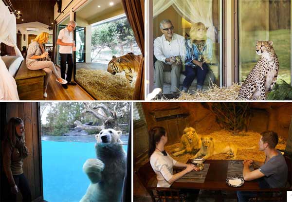 Du khách chi 28 triệu đồng để ăn, ngủ cạnh chúa sơn lâm, nghe sư tử gầm-1