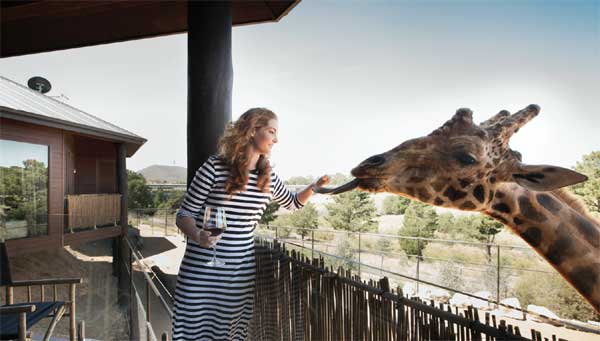 Du khách chi 28 triệu đồng để ăn, ngủ cạnh chúa sơn lâm, nghe sư tử gầm-4