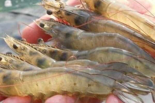 Nước từ điều hòa liệu có uống được?-3