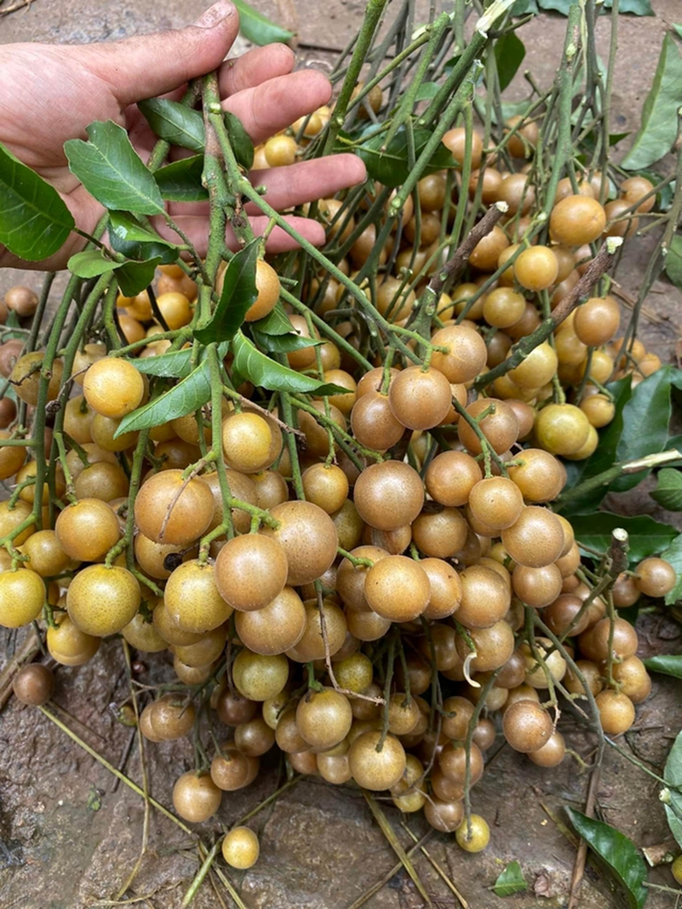 Quất hồng bì đang vào mùa đừng chỉ ăn trực tiếp, bạn hãy dùng chế biến 4 món ngon bổ dưỡng, ăn hoài không ngán này-1