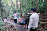 Cây rừng đổ, nữ du khách chết khi tham quan thác K50