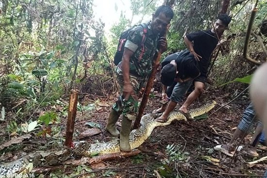 Kinh hoàng chồng phát hiện vợ bị trăn khổng lồ nuốt chửng ở Indonesia