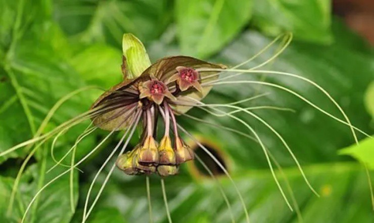 Lộc trời” mọc đầy ở quê, hễ thấy phải đào rễ ngay, thu tiền tươi đếm không xuể-1