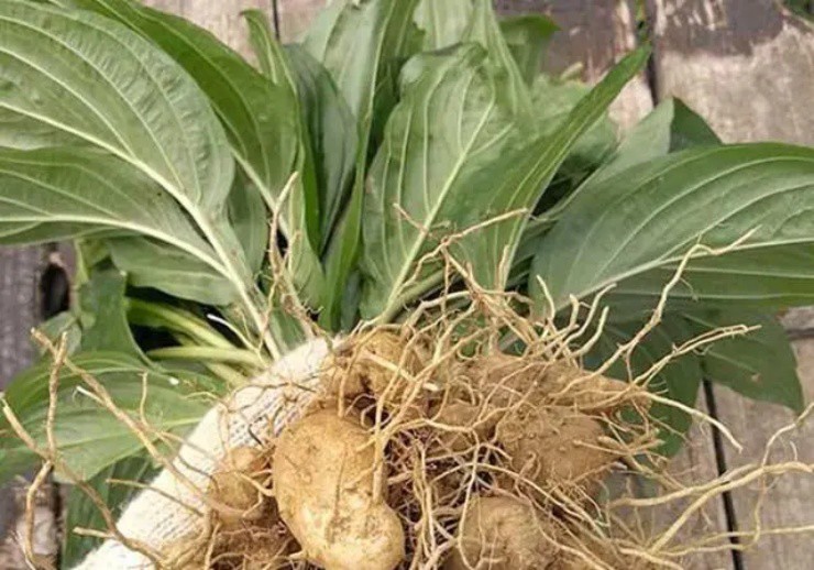 Lộc trời” mọc đầy ở quê, hễ thấy phải đào rễ ngay, thu tiền tươi đếm không xuể-2